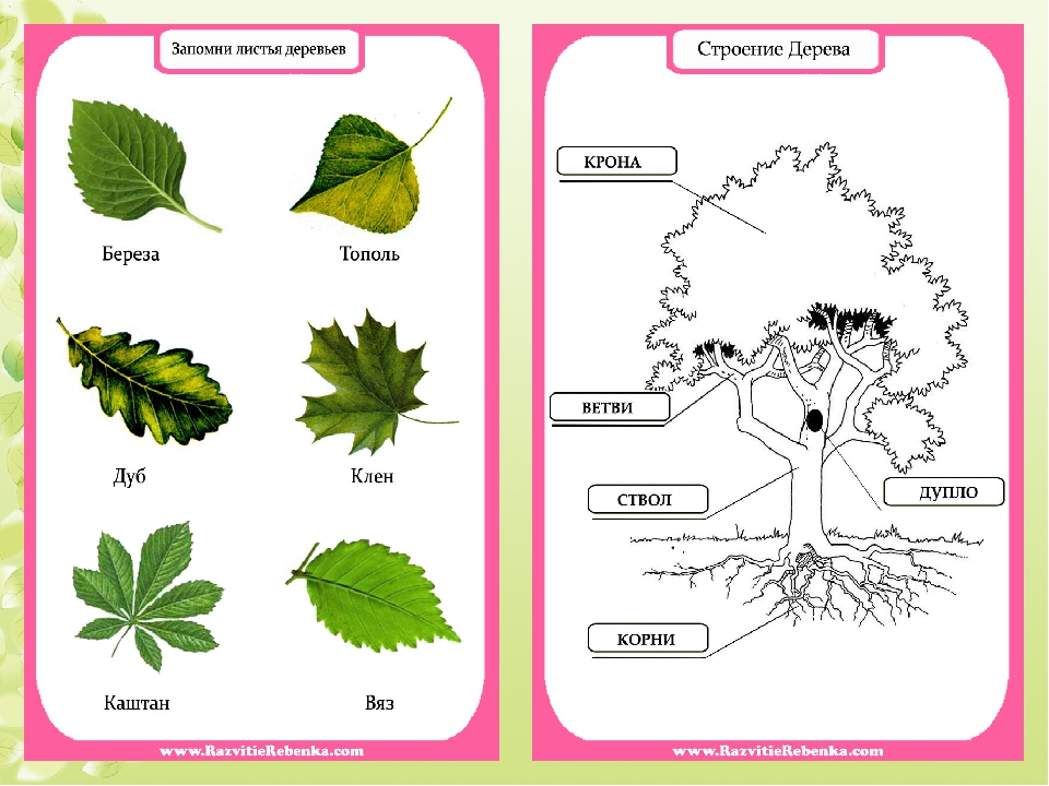 Листья деревьев с названиями в картинках 1 класс