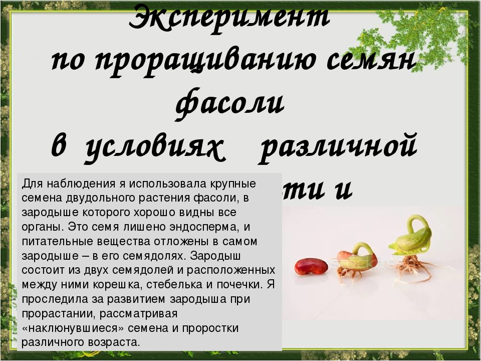 Практическая работа по биологии прорастание семян. Опыт прорастания семян фасоли. Эксперимент прорастание семян фасоли. Опыт прорастание фасоли. Условия прорастания семян фасоли.