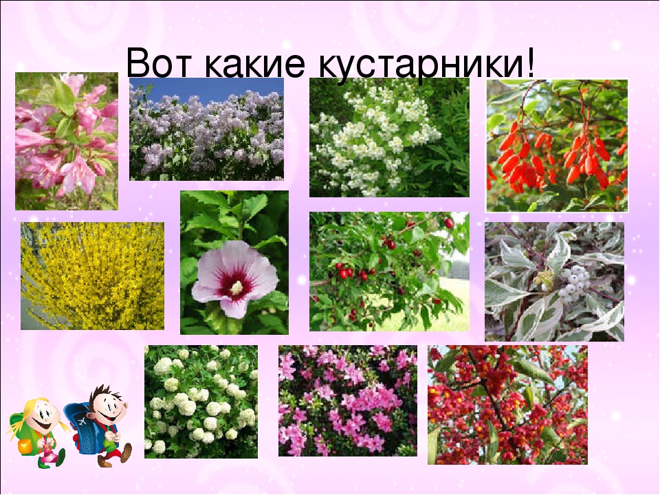 Укажите кустарник. Какие кустарники. Кустарники названия Коми. Какие кустарники есть в Пермском крае. Какие кустарники растут в Республике Коми.