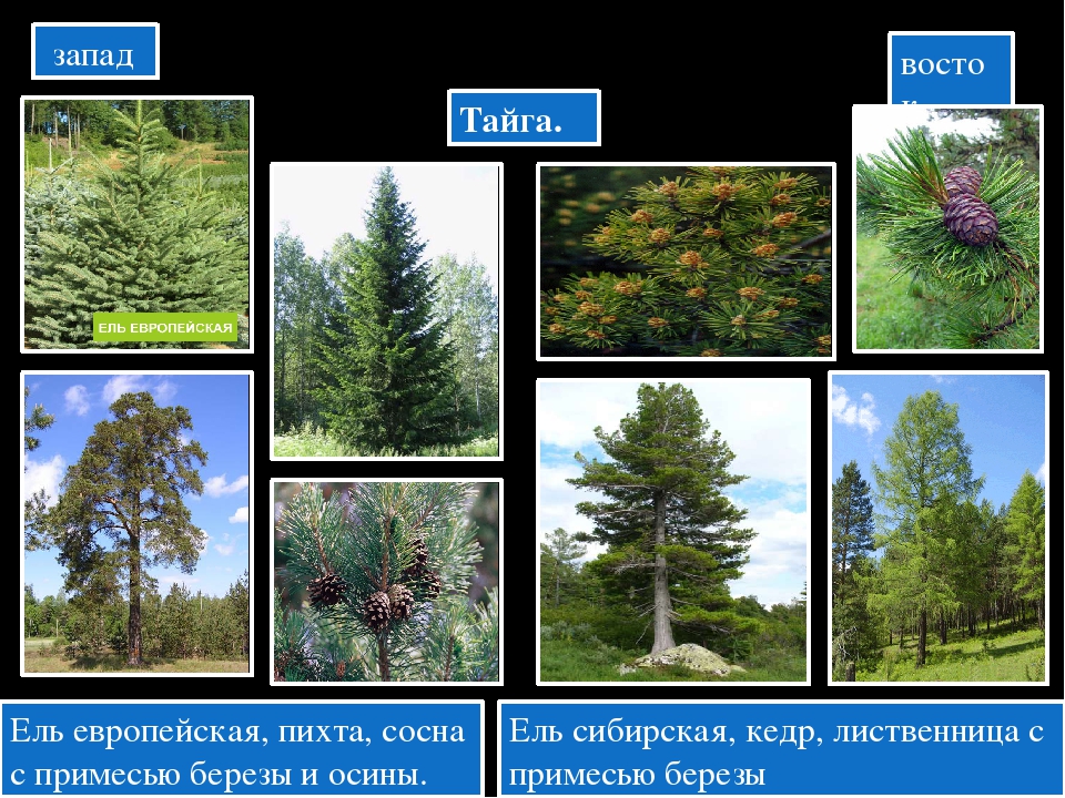 Какие деревья растут в тайге. Сосна кедр пихта лиственница. Пихта сосна Кедровая лиственница. Ель обыкновенная пихта сосна Кедровая лиственница. Ель пихта кедр лиственница.
