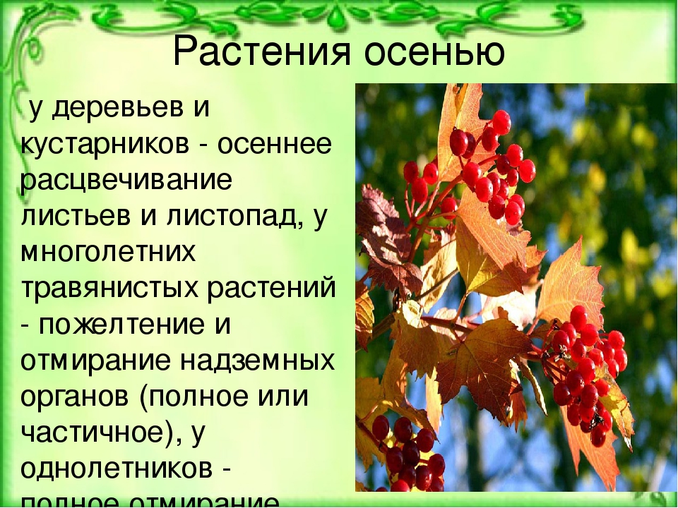 Осень прилагательные. Изменения растений осенью. Растения осенью презентация. Осень и растения презентация. Осенние изменения в жизни растений.