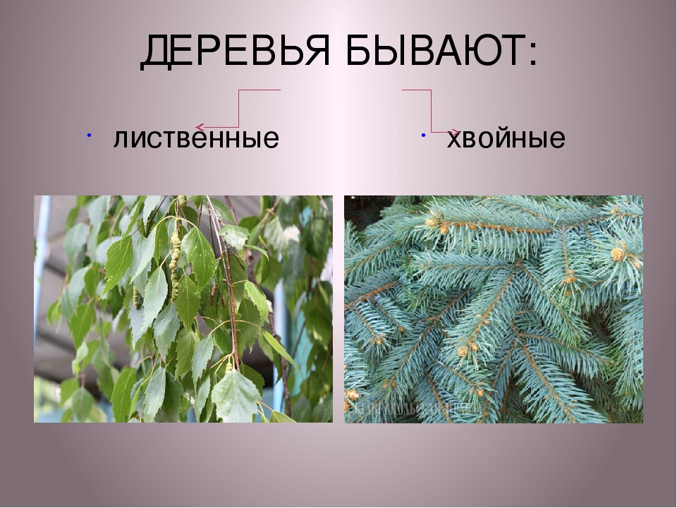 Отличие деревьев. Лиственные и хвойные деревья. Листовые деревья и хвойные. Деревья бывают хвойные и лиственные. Ветки лиственного и хвойного дерева.