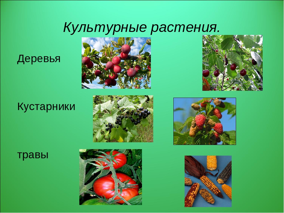 Дикорастущие растения 2 класс. Культурные растения кустарники. Культурные деревья. Культурные растения деревья. Культурные травы.