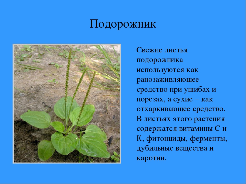 Описание страницы класса. Подорожник трава описание 2 класс. Рассказ о подорожнике 3 класс. Подорожник рассказ 2 класс. Рассказ о растении подорожник.