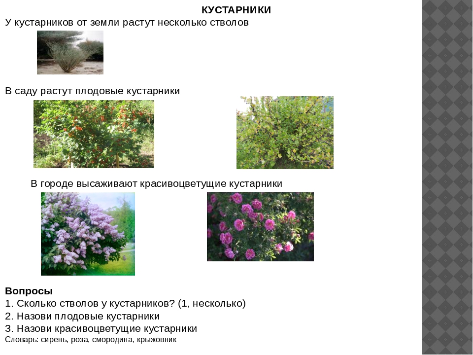 У какого растения несколько стволиков. Кустарники в городе названия. Примеры кустарников названия. Кустарник разрастающиеся. Кустарники растущие в городе.