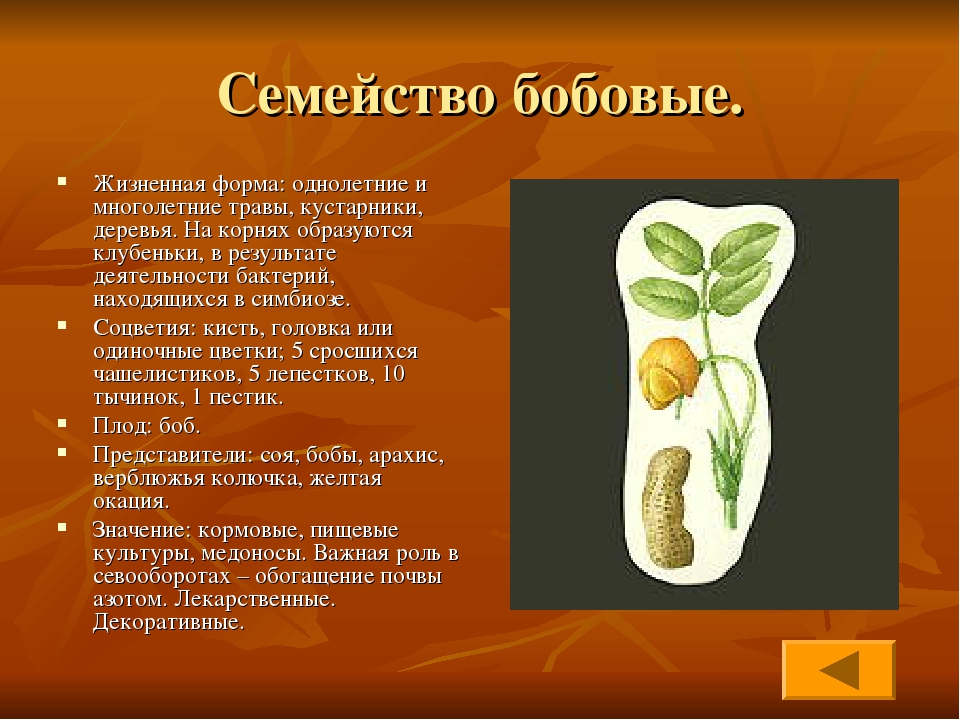 Представители бобов. Семейство двудольные семейство бобовые. Жизненная форма бобовых. Жизненные формы бобовых растений. Двудольные растения бобовые.