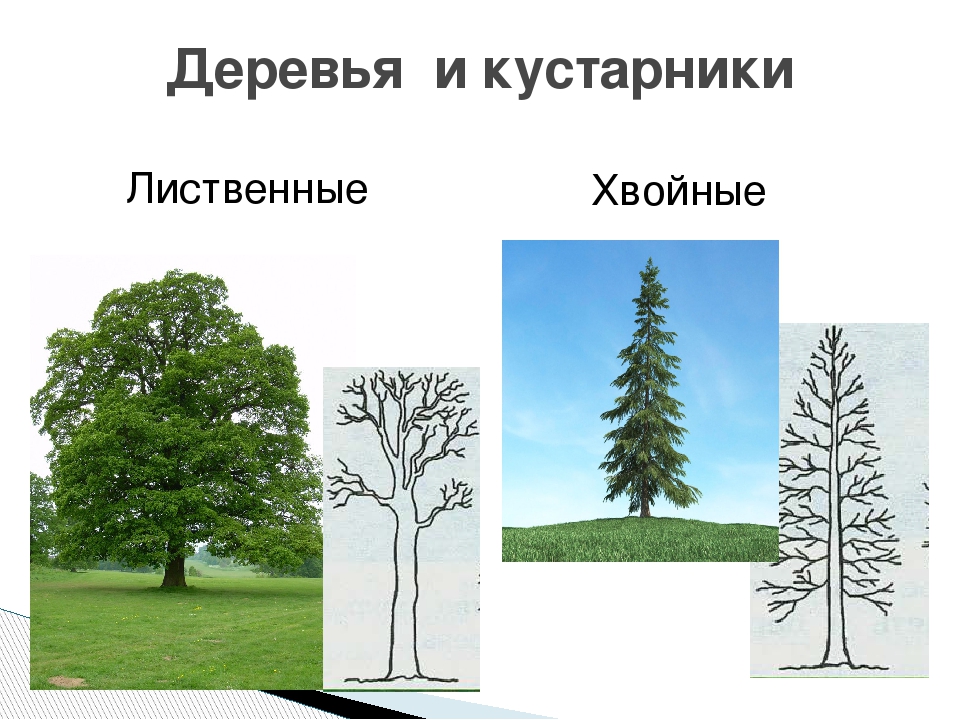 Отличия деревьев