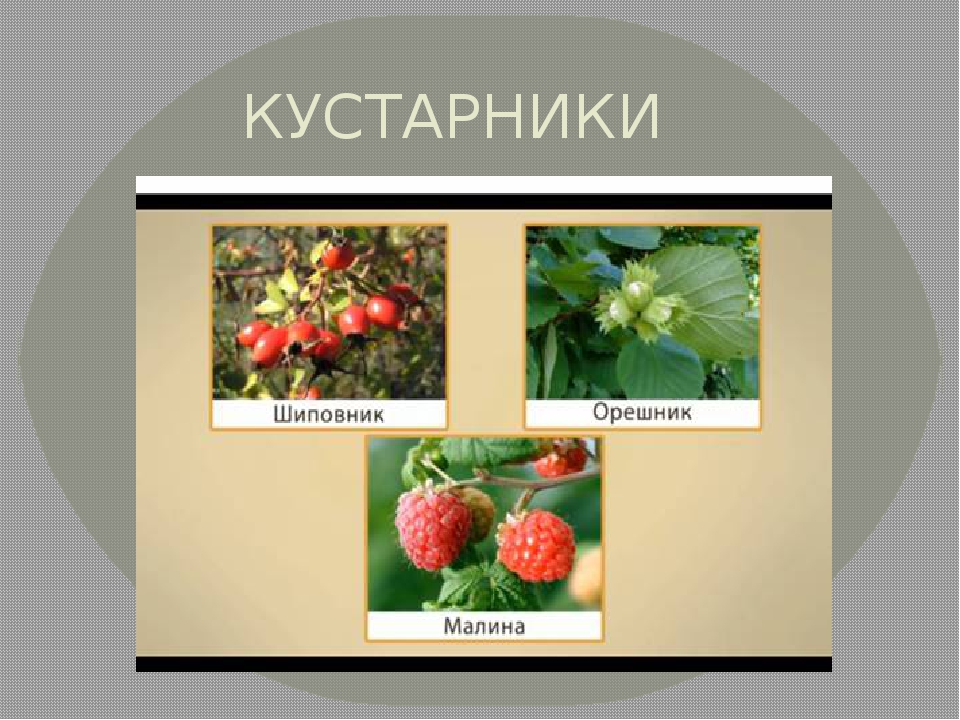 Кустарники окружающий 2. Кустарники 2 класс окружающий мир. Кустарники названия 2 класс. Кустарники растения 2 класс. Кустарники какие 2 класс.