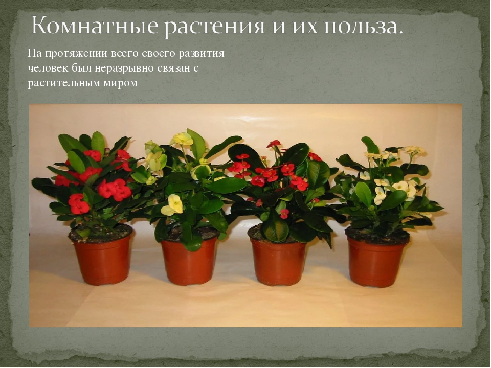 Фото растения комнатные каталог фото с названием