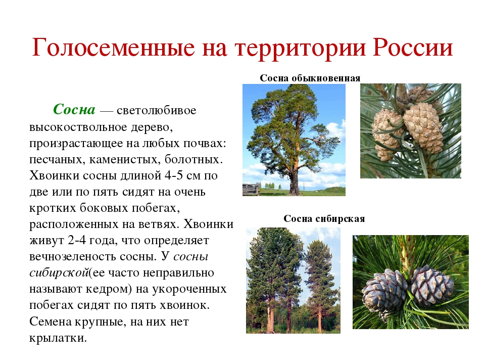 Пихта белая это покрытосеменные. Голосеменные сосна. Голосеменные сосна обыкновенная. Голосеменные растения сосна обыкновенная. Сосна обыкновенная краткое.