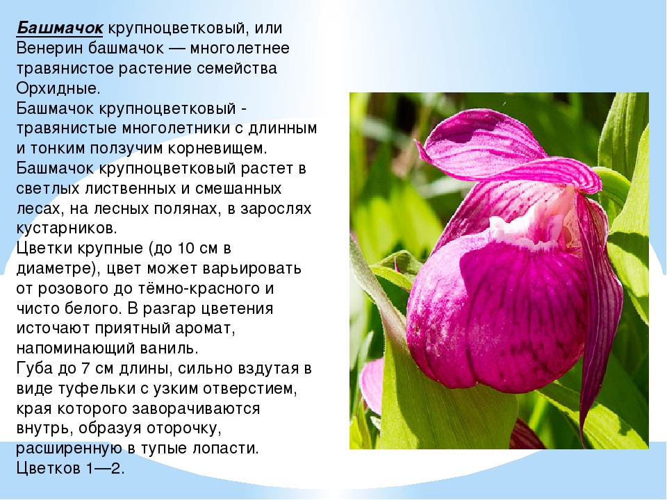 Описание цветок венерин башмачок фото и описание