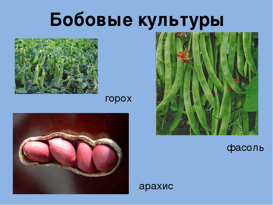 Представители бобов. Полевые культуры бобовые. Бобовые культуры примеры. Зернобобовые культуры примеры. Бобовые окружающий мир 2 кл.