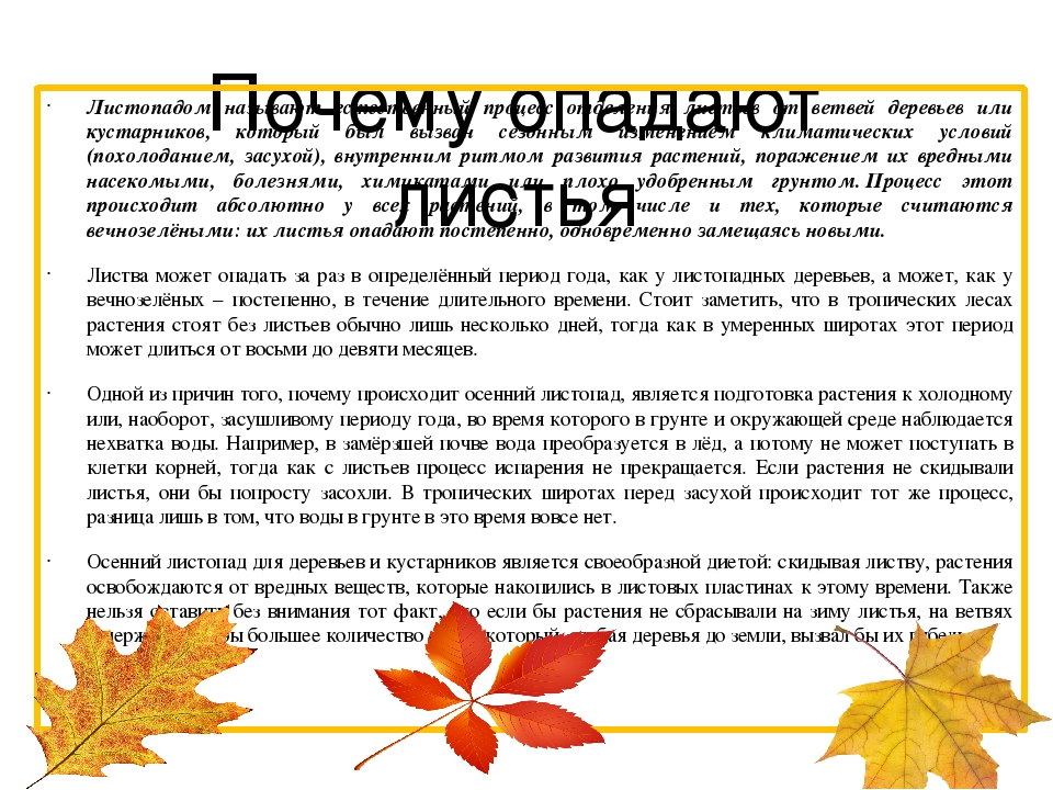 Сбросить листву. Почему растения сбрасывают листья осенью. Растения которые сбрасывают листву. Почему лиственные деревья сбрасывают листья осенью. Почему опадают листья рассуждение.