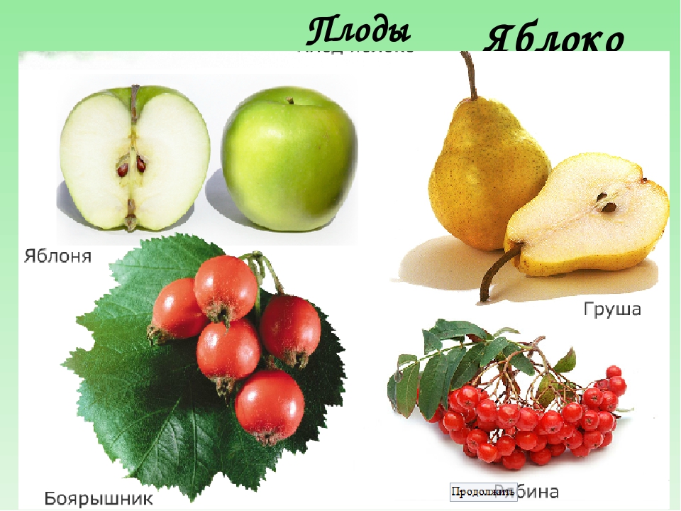 Плод яблоко. Розоцветные плоды яблони. Яблоко (Тип плода). Тип плода яблони. Название плодов розоцветных.