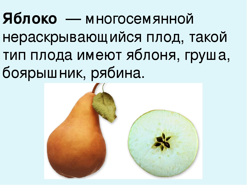 Плод яблоко. Груша Тип плода. Груша Тип плода биология 6 класс. Тип плода яблока и груши. Строение плодов яблони.