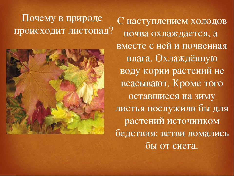 Зачем листопад растениям. Презентация на тему листопад. Причины листопада осенью. Почему происходит листопад осенью. Интересные факты о листопаде.