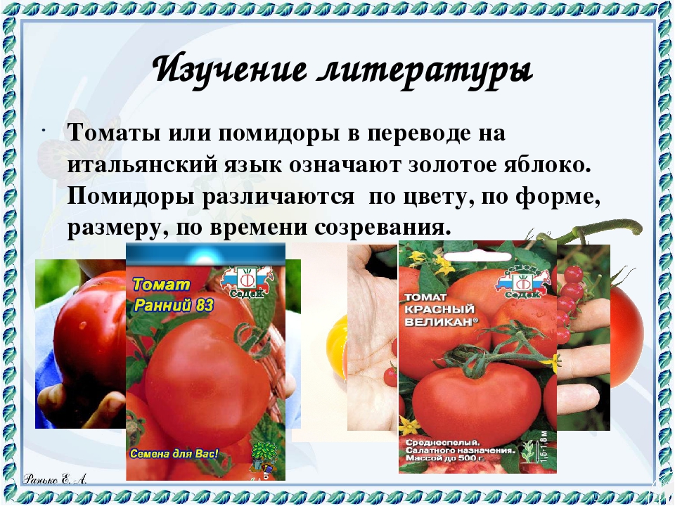 Помидор или помидоров. Томат или помидор. Вывод о помидорах. Томатами или томатоми. Томаты литература.