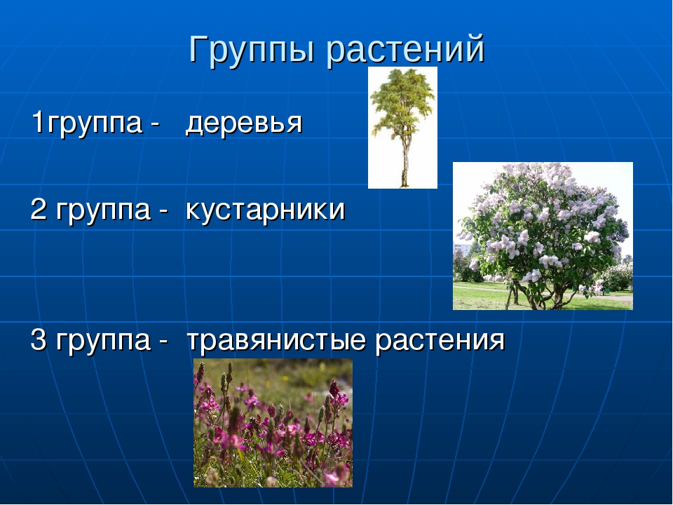 Группы растений 3 класс окружающий. Группы растений. Растения группы растений. Растительный мир делится на группы. Растения первой группы.