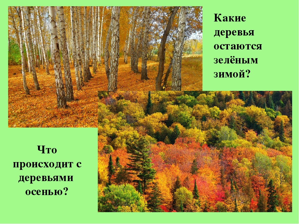 Какие растения осенью. Какое дерево остается зимой зеленым. Что происходит с деревьями осенью. Деревья которые зимой остаются зелеными. Какие деревья остаются осенью..