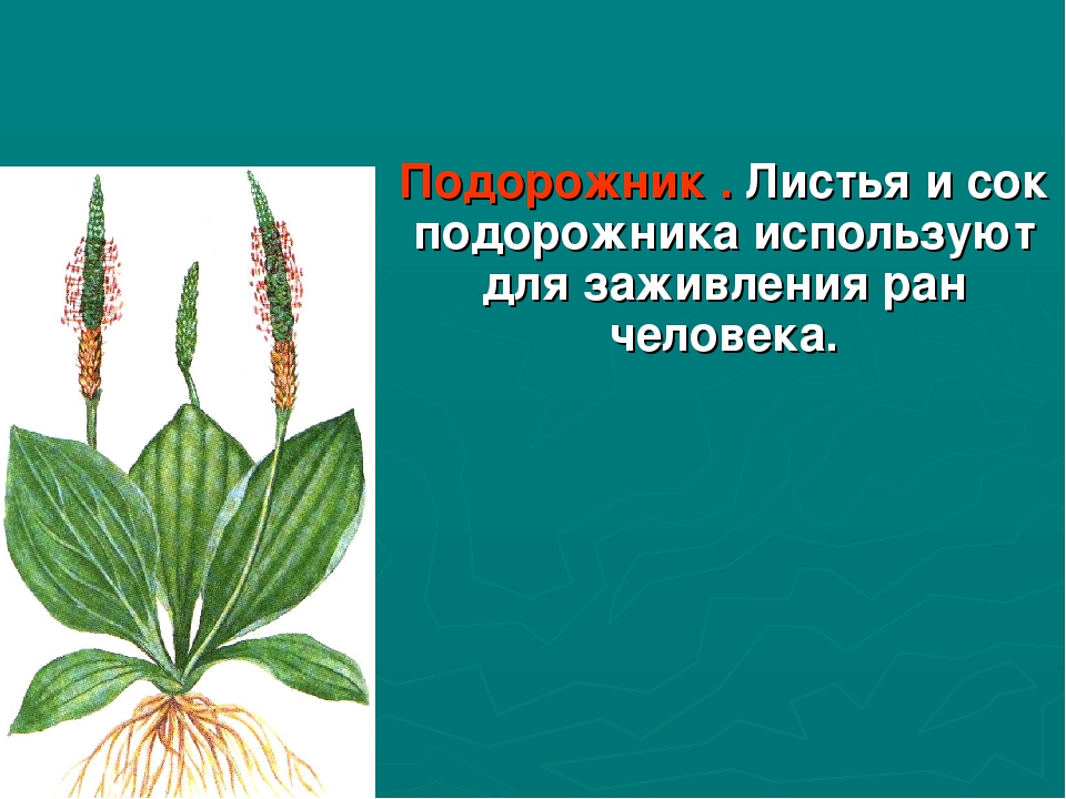 Подорожник окружающий мир 2 класс. Подорожник. Рассказ о подорожнике. Подорожник рассказ 2 класс. Как используется подорожник.