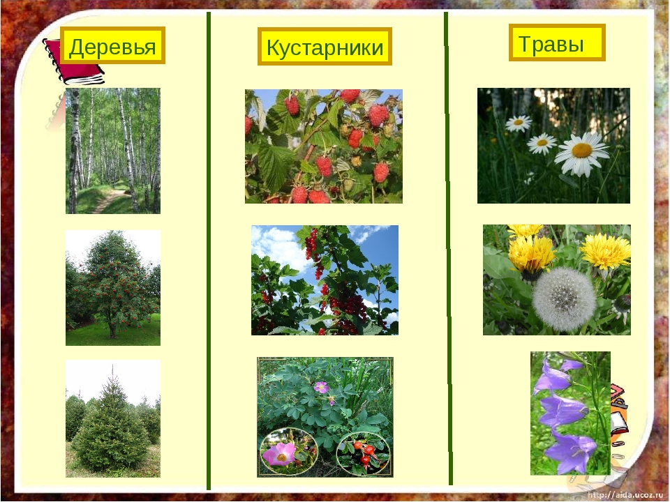 Какие бывают растения окружающий. Растения кустарники названия. Дерево кустарник травянистое растение. Кустарники для окружающего мира. Кустарники названия окружающий мир.