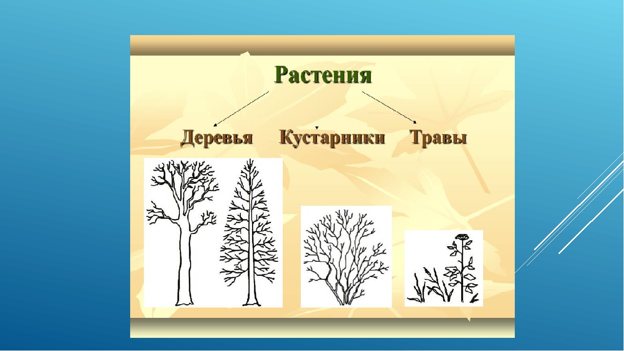 На рисунке изображены кусты дерева. Схематическое дерево кустарник травянистое растение. Различение растений дерево куст трава. Схема дерева и кустарника для детей. Группы деревья кустарники травы.