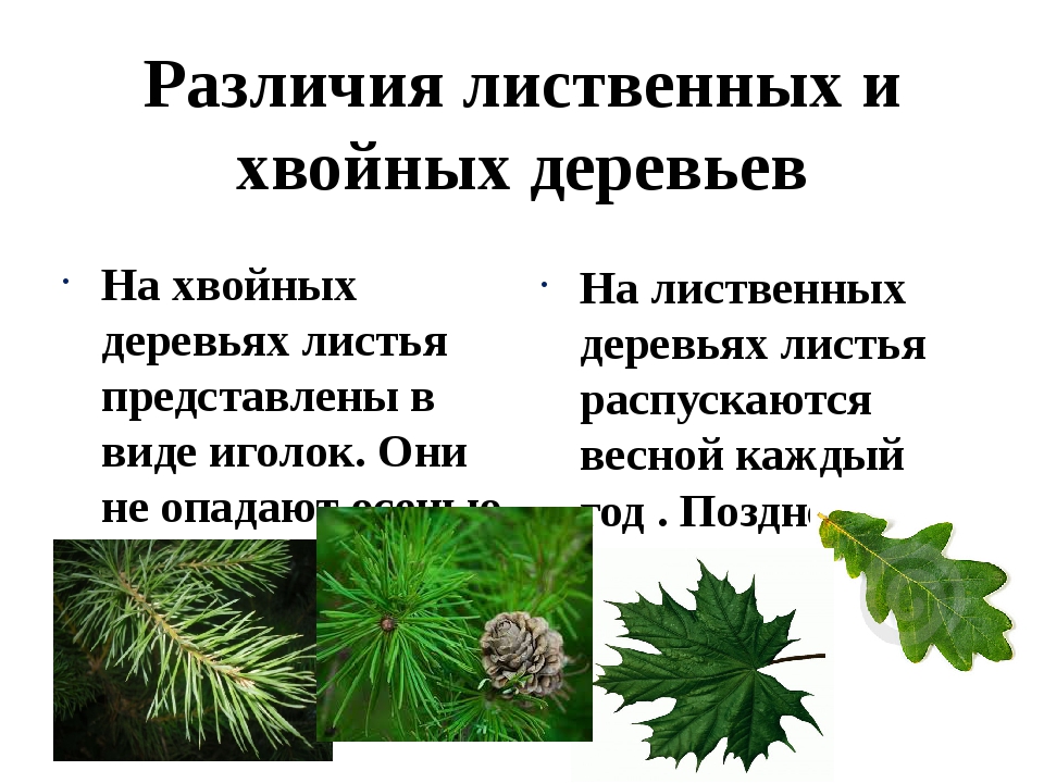 Отличие деревьев. Различия хвойных и лиственных. Хвойные и лиственные растения. Различия хвойных и лиственных растений. Различие между хвойными и лиственными деревьями.