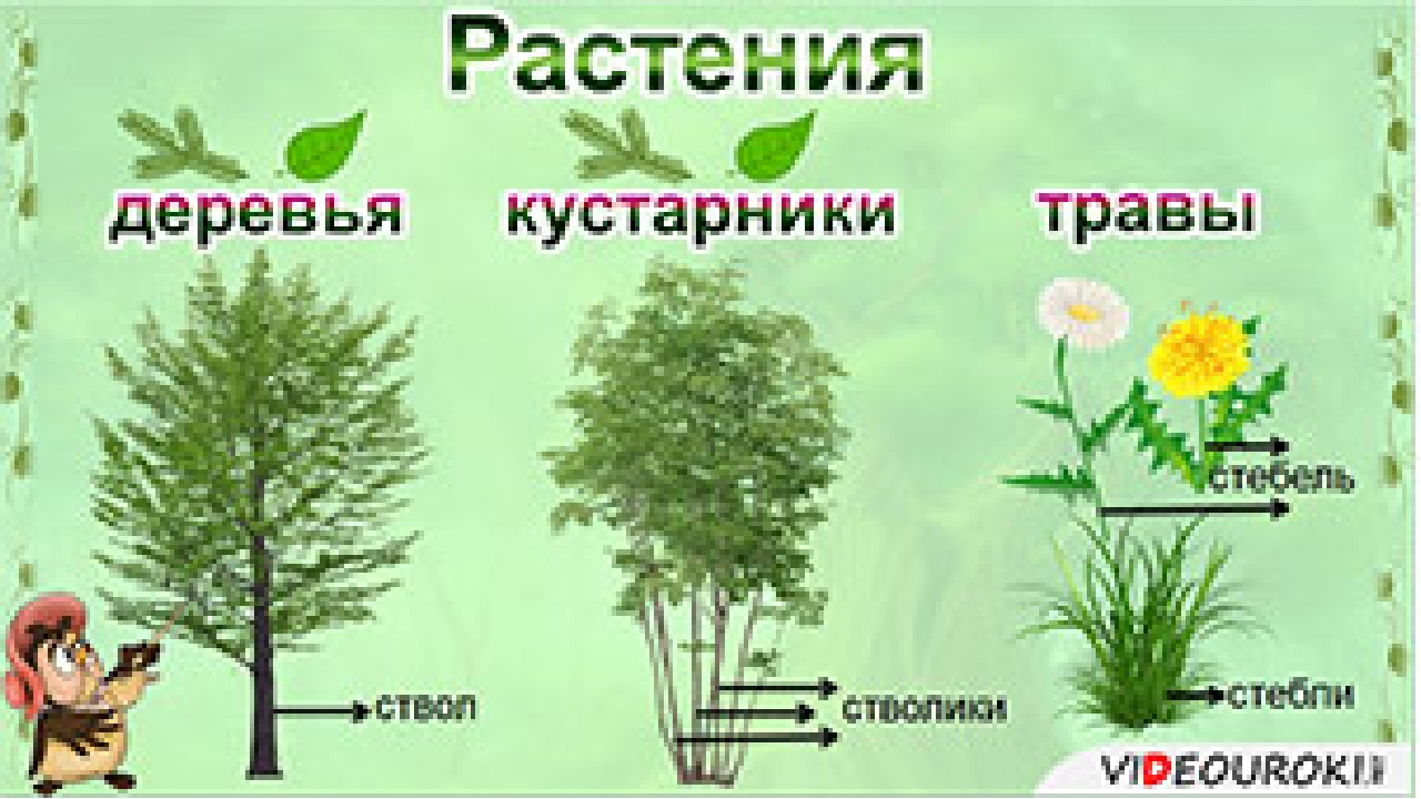 У какого растения несколько стволиков. Деревья кустарники травы. Строение дерева кустарника и травы. Дерево куст трава. Растения для дошкольников.