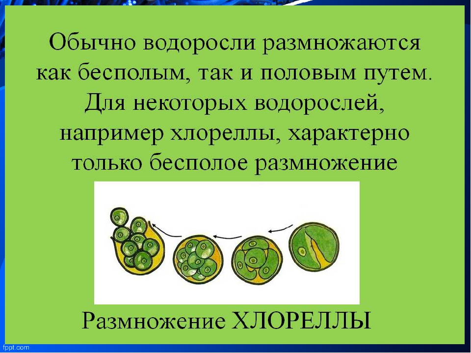 Водоросли размножаются. Размножение одноклеточных хлореллы. Размножение одноклеточной водоросли хлорелла. Хлорелла водоросль размножение. Бесполое размножение хлореллы.