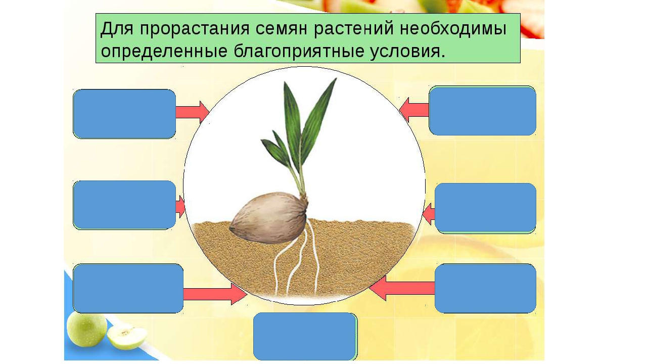 Условия прорастания семян таблица