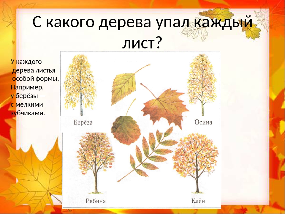 Названия листьев осенью. С какого дерева лист. Название листьев. Осенние листья и их названия. Название листьев деревьев.