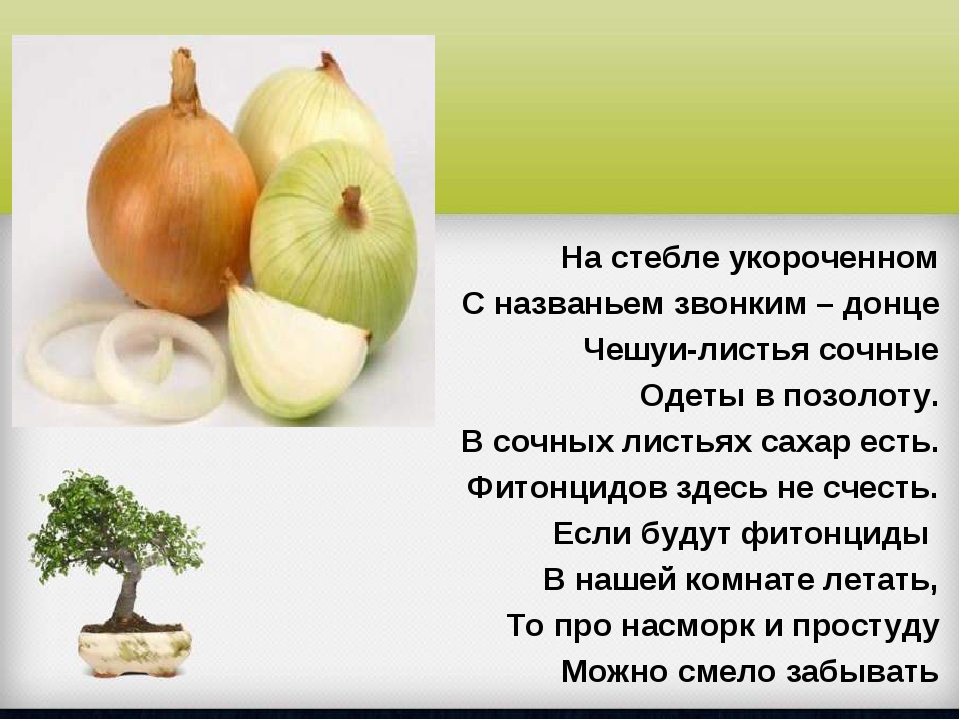 Функция донца. Донце это в биологии. Вопросы на тему фитонциды. Донце у растений. Загадки про фитонциды.