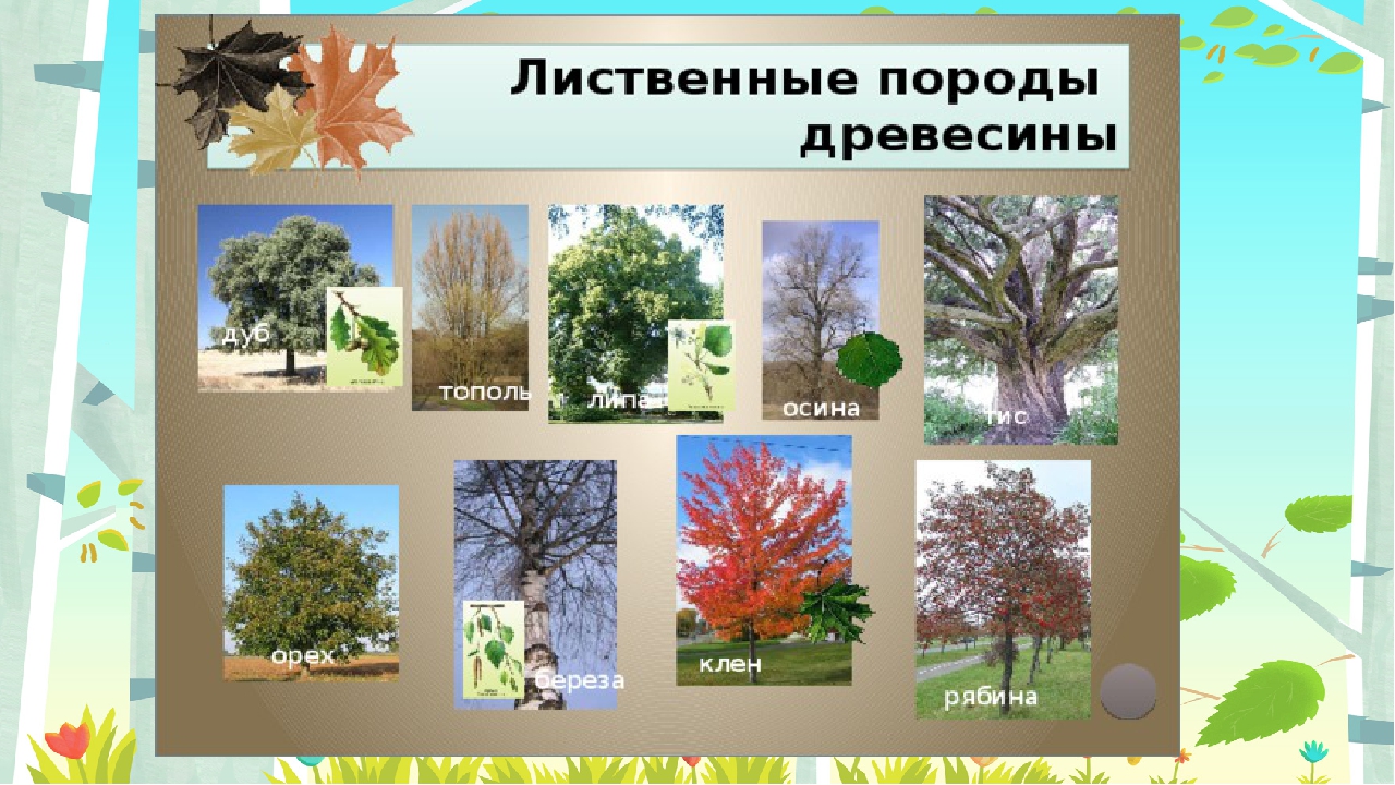 Лиственным породам относятся. Лиственные породы древесины. Листвигые породы древесин. Хвойные и лиственные породы деревьев. Лиственные и широколиственные деревья.