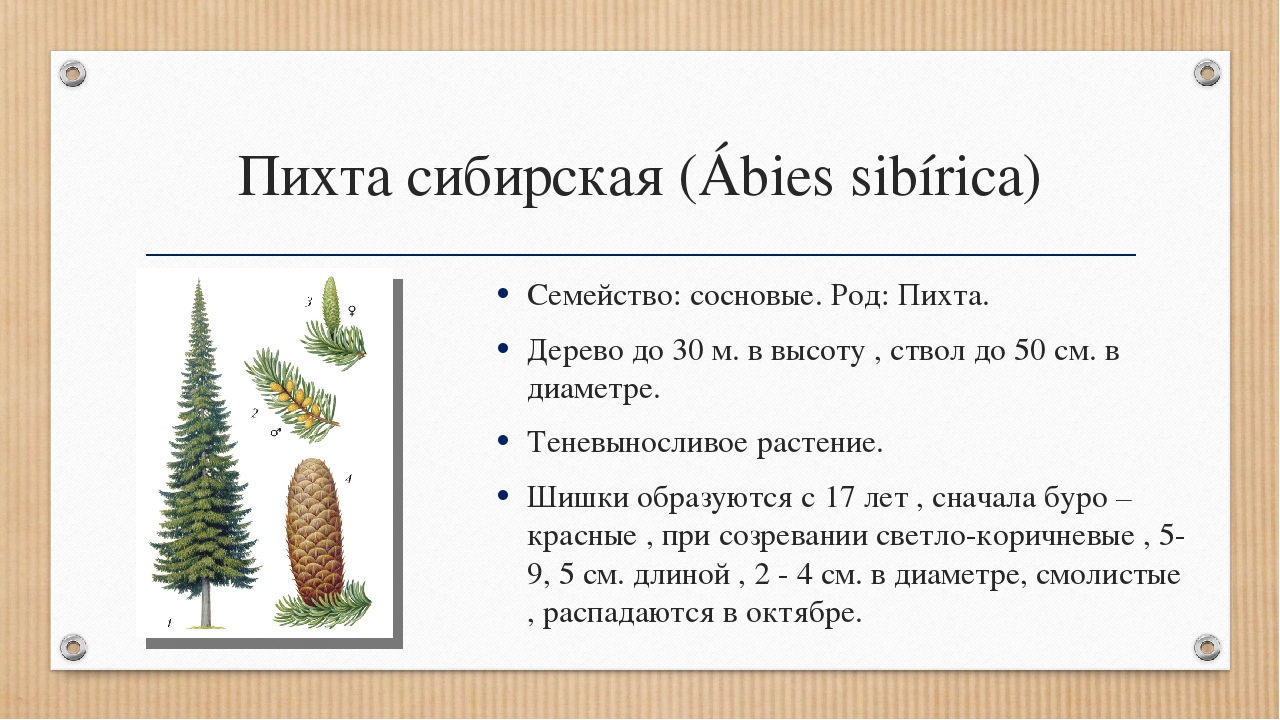 Описание сибирской. Пихта Сибирская расположение хвоинок. Описание шишек пихты сибирской. Пихта Сибирская характеристика шишек. Строение шишки пихты сибирской.