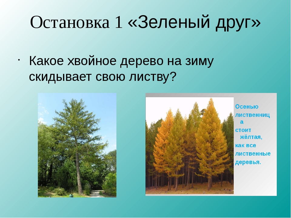 Скинуть листву. Хвойные деревья сбрасывают листву. Деревья которые не сбрасывают листья. Деревья которые сбрасывают листву на зиму. Хвойное дерево которое сбрасывает.