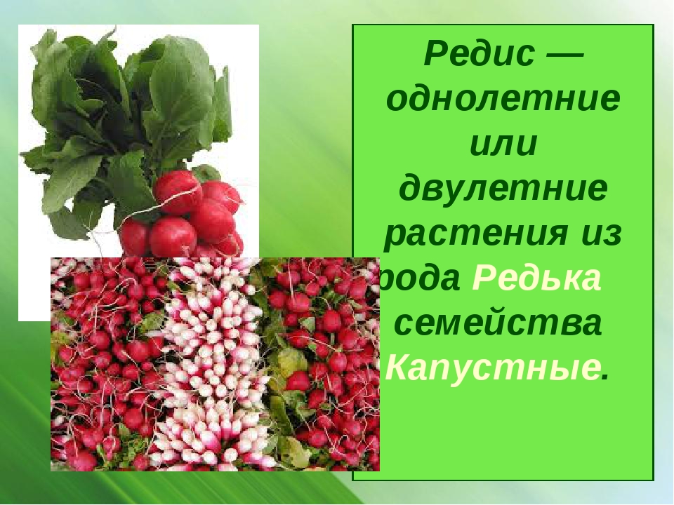 Земляника однолетнее или многолетнее. Редис однолетняя или двулетняя. Редис однолетнее или двулетнее растение. Редька двулетнее растение или однолетнее. Редиска однолетние или многолетние растения.