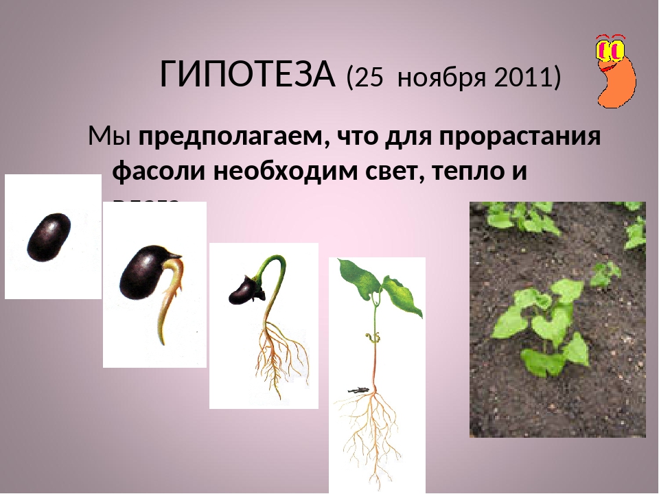 Условия развития семян. Семена фасоли прорастание семян. Этапы прорастания семян фасоли. Проект прорастание семян. Этапы проращивания фасоли.