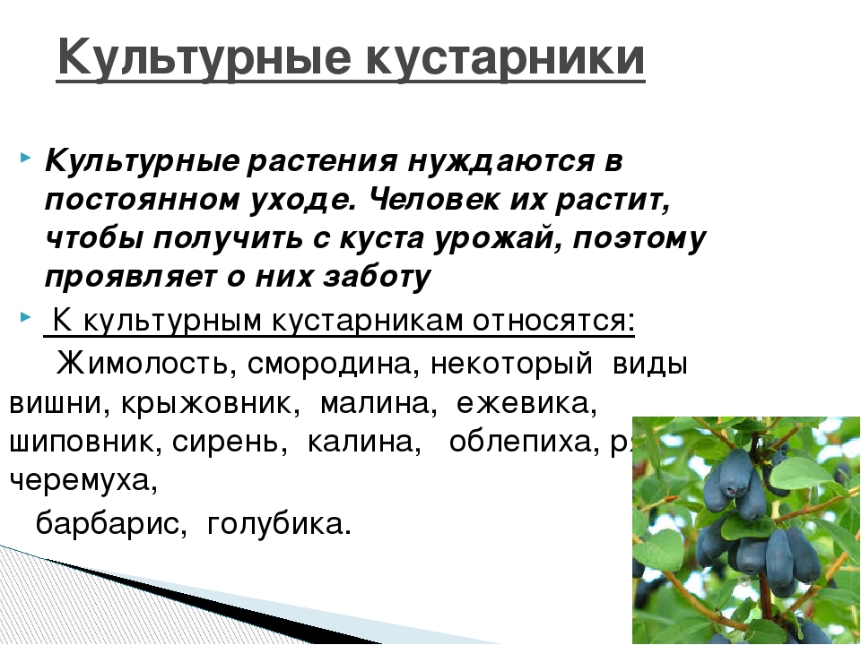 Кустарник предложение