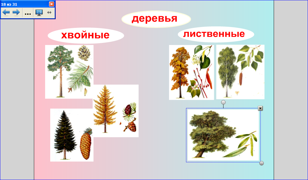 Деревья 1 класс. Лиственные и хвойные растения 2 класс окружающий мир. Хвойные деревья и лиственные деревья. Деревья лиственные и хвойные для детей. Хвойные и лиственные деревья для дошкольников.