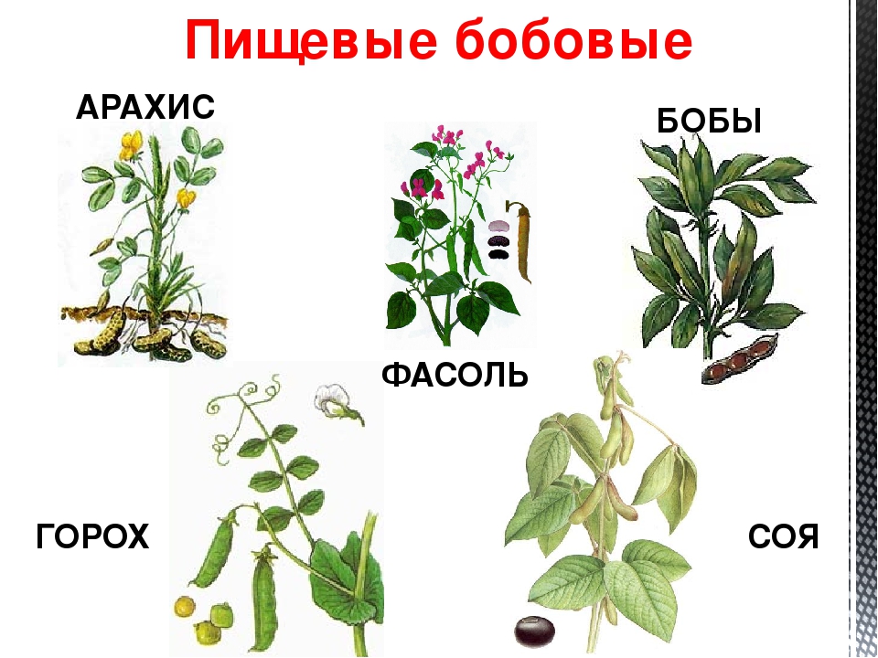 Представители бобов. Семейство бобовые названия растений. Бобовые растения примеры. Пищевые растения семейства бобовые. Картинки бобовые растения.