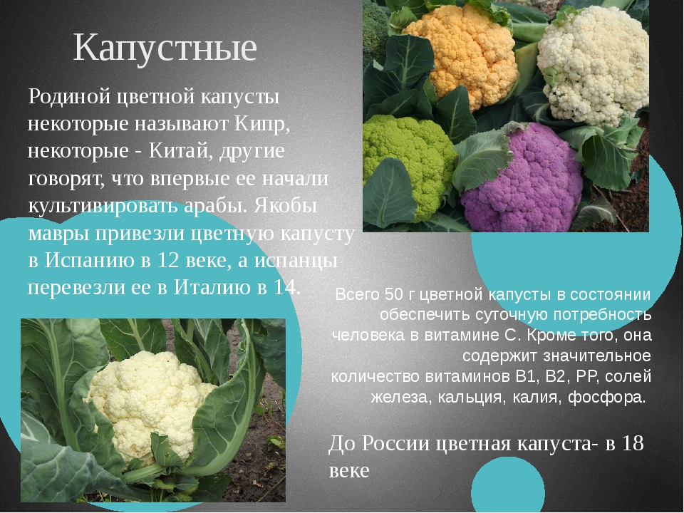 Чем отличаются капусты. Родина цветной капусты. Цветная капуста в Китае. Открытия ученых: цветная капуста. Цветная капуста статусы.