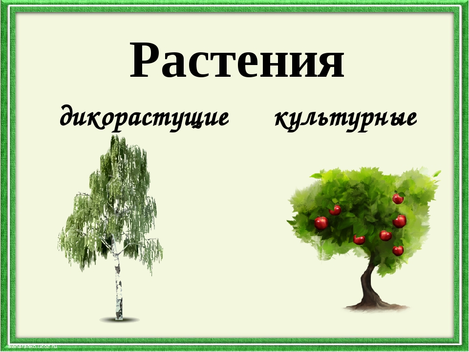 Конспект урока особенности лиственных растений 1 класс. Деревья дикорастущие и культурные. Культурные деревья. Культурные растения деревья. Дикорастущие и культурные растения.