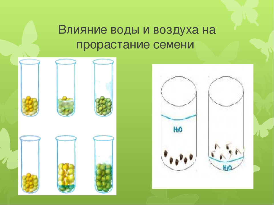 Условия прорастания семян картинка