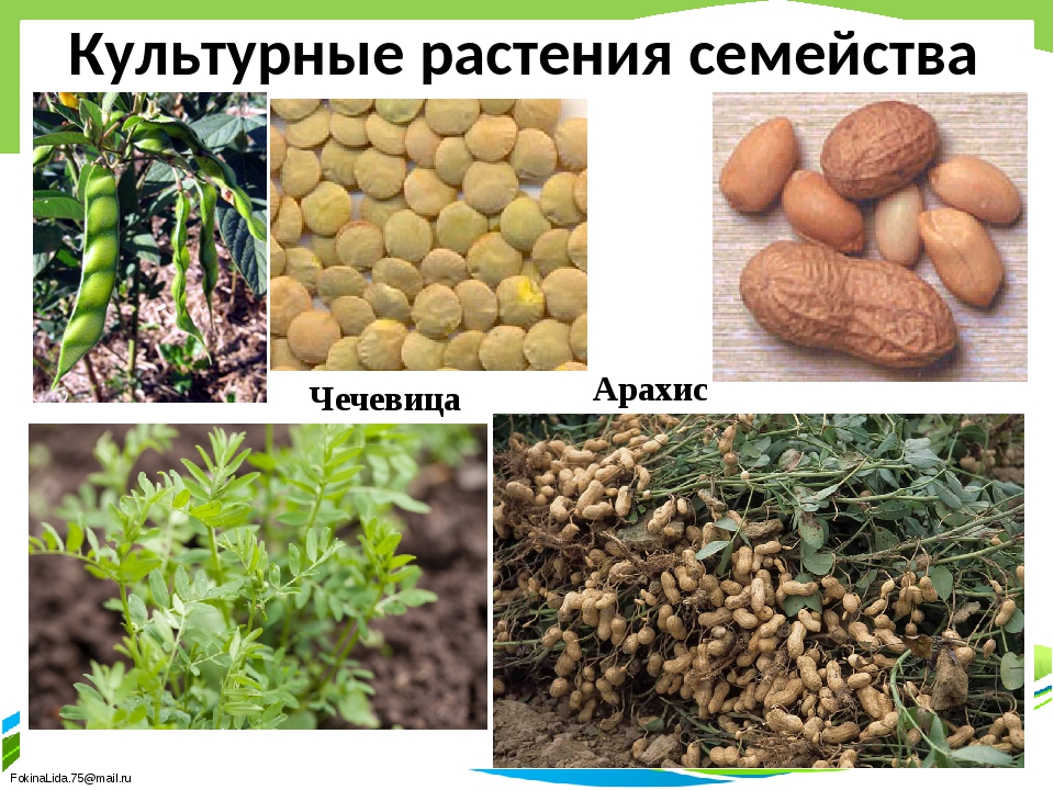 Бобовые пищевые культуры примеры. Культурные растения. Бобовые растения. Бобоваякультурные растения. Растения семейства бобовых.