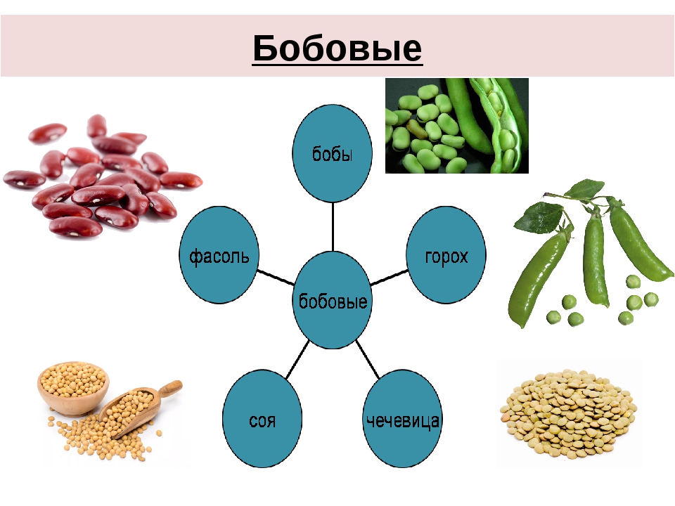 Бобовые культуры список. Бобовые крупы список. Бобовые культуры топ 7. Цепочка бобовые. Бобовые это какие овощи.