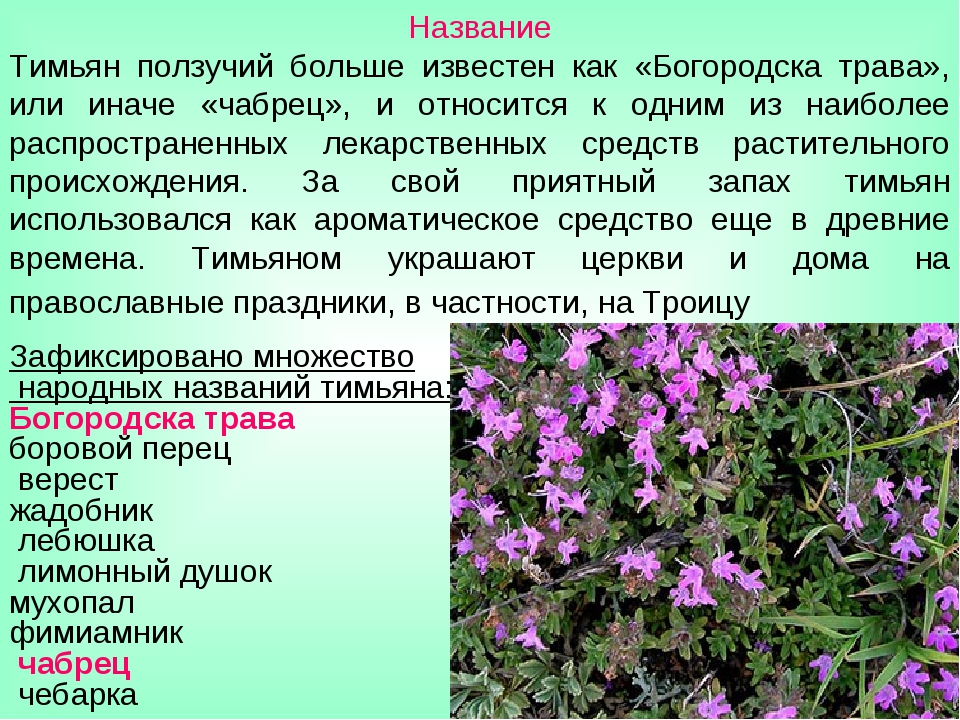 Как иначе называется и каким. Чабрец тимьян ползучий описание. Чабрец Могильная трава. Трава тимьян 2 название. Чабрец лекарственное растение.