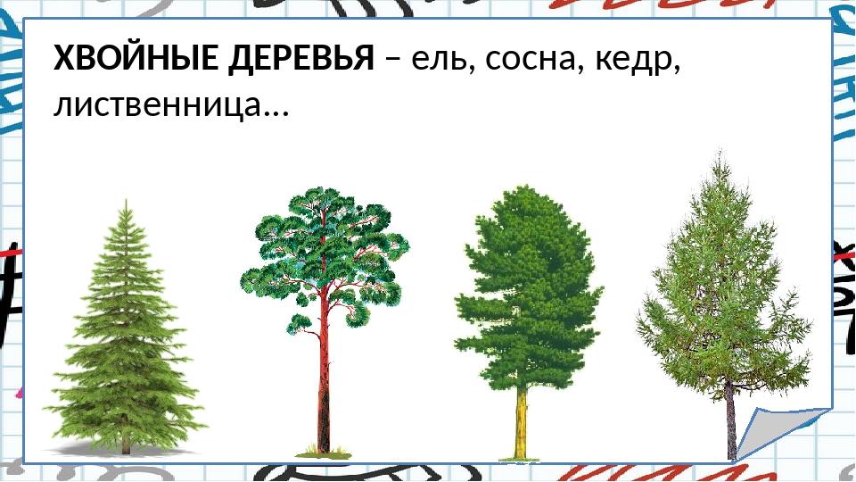 Число хвойных деревьев относится. Хвойные деревья сосна ель лиственница. Кедр ель сосна лиственница. Хвойные деревья – ель, сосна, кедр, лиственница.... Ель сосна лиственница Кедровая сосна.