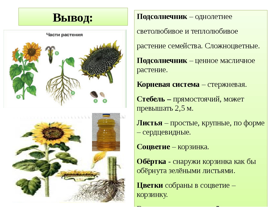 Характеристика подсолнечника. Подсолнечник однолетний систематика. Подсолнечник однолетний формула цветка. Пищевые Сложноцветные подсолнечник. Подсолнечник однолетний Фармакогнозия.