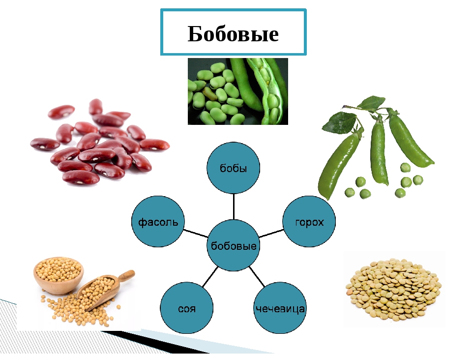 Бобовые это. Бобовые культуры для детей задания. Пищевая ценность бобовых. Бобовые белки. Белок бобовых культур.
