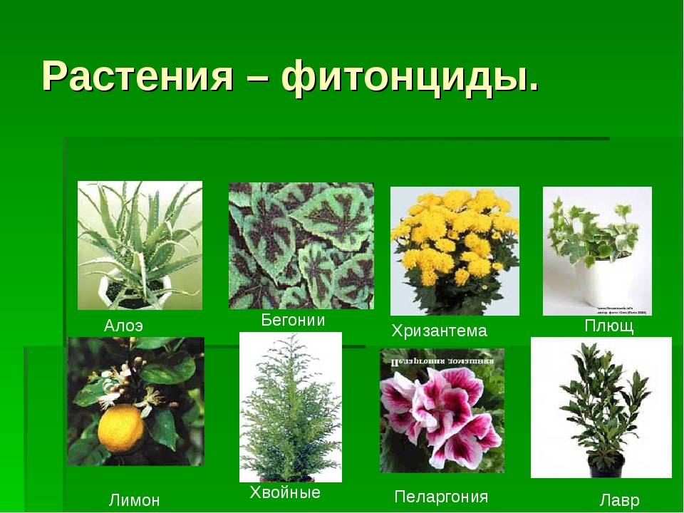 Фитонциды хвойных. Растения обладающие фитонцидными. Фитонцидные свойства растений. Выделяют фитонциды.